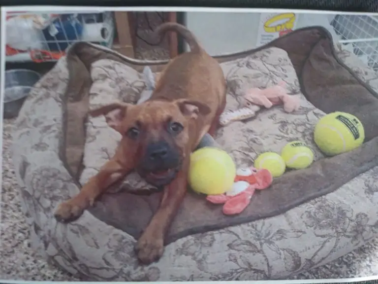 Donation to Summit County Animal Shelter