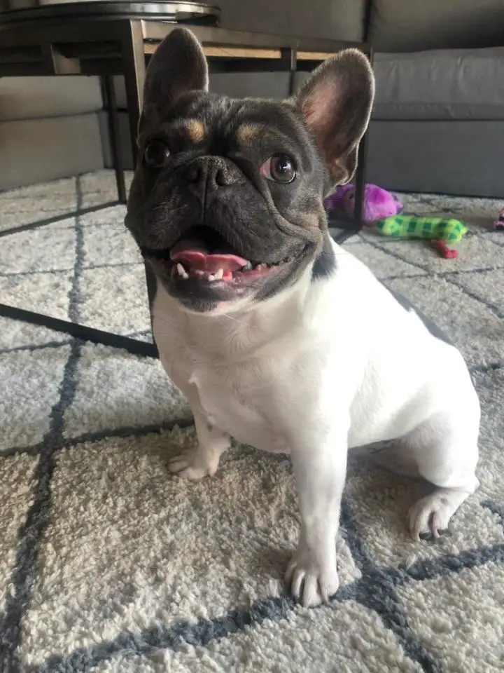 Here’s how dogs remember their favorite toys