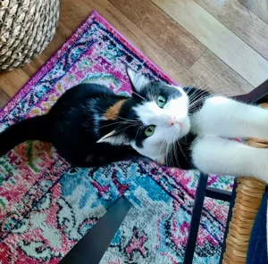 How to tell if your cat is happy