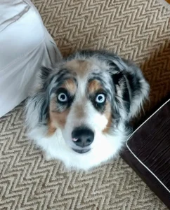 Why pets should never be left in your vehicle