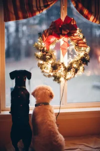Give the gift of pet sitting!