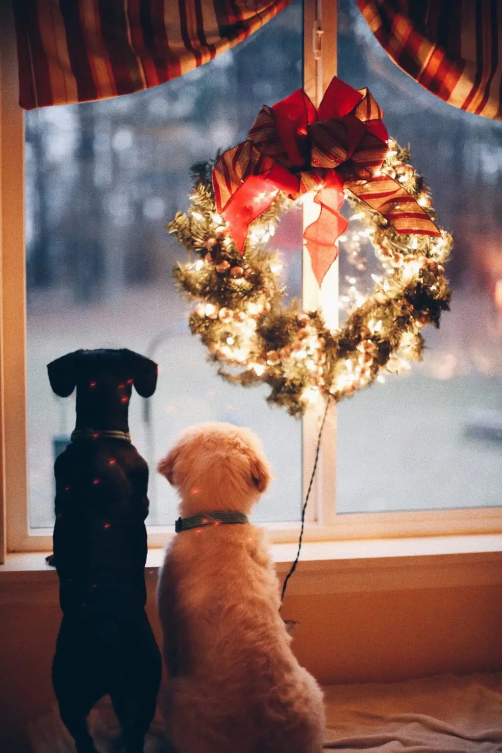 Give the gift of pet sitting!
