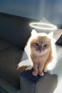 Meet Monkey, the Cat Angel!