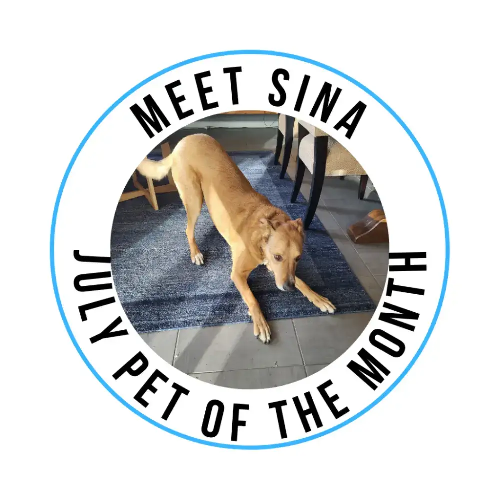 Meet Sina! Our July Pet of the Month