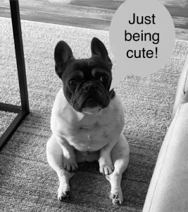 Meet Snackpack! Our Pet of the Month