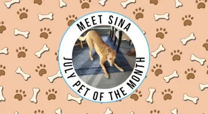 Meet Sina