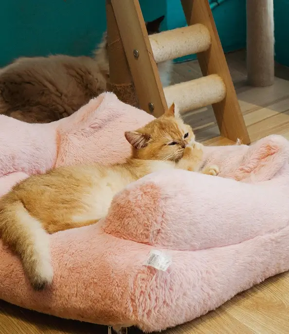 Overnight Pet Sitting