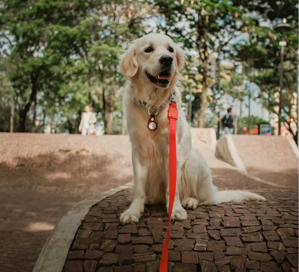 Creating a Pet-Safe Smart Home