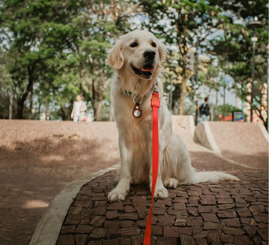 Creating a Pet-Safe Smart Home