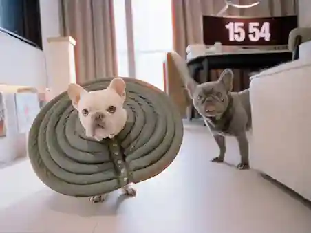 Top 5 Luxury Dog Friendly Hotels in Aspen