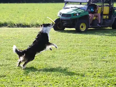 Leash Reactivity: A Gentle Approach