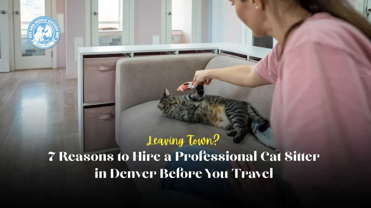 Cat Sitter in Denver playing with a tabby cat on a living room couch during an in-home pet sitting visit