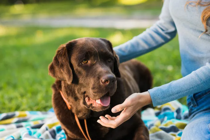 Dog Sitter