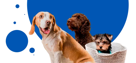 dog sitter denver cta