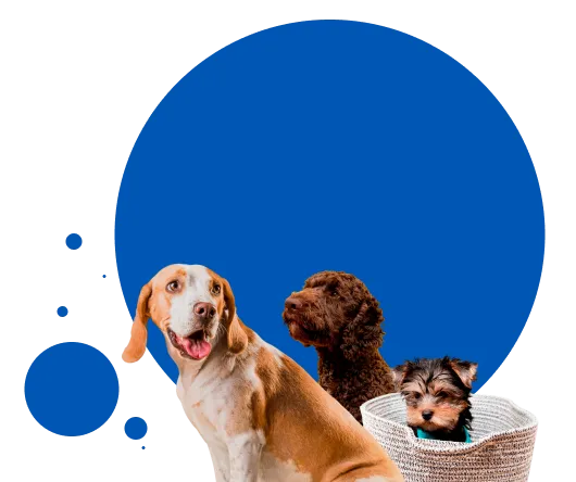 dog-sitter-denver-cta
